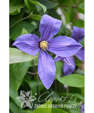 Planta Clematis Sweet Wave PBR GI C2, ghiveci 2l
