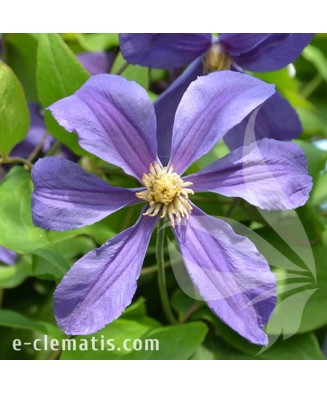 Planta Clematis Sweet Wave PBR GI C2, ghiveci 2l