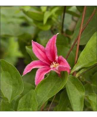 Planta Clematis Princess Diana GTX C2 E, ghiveci 2l