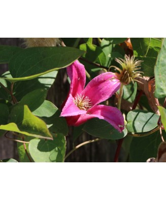 Planta Clematis Princess Diana GTX C2 E, ghiveci 2l