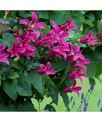 Planta Clematis Princess Diana GTX C2 E, ghiveci 2l