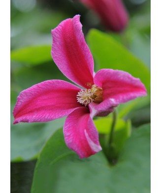 Planta Clematis Princess Diana GTX C2 E, ghiveci 2l