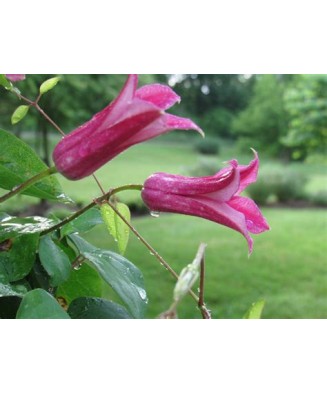 Planta Clematis Princess Diana GTX C2 E, ghiveci 2l