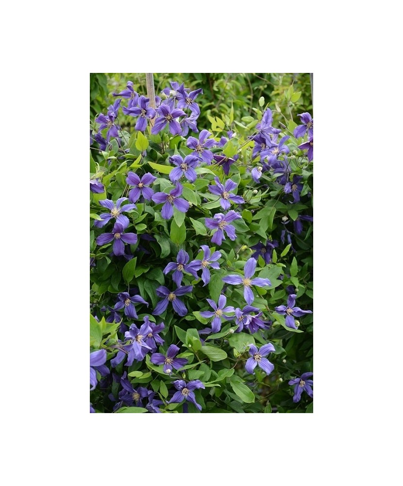 Planta Clematis Sweet Wave PBR GI C2, ghiveci 2l