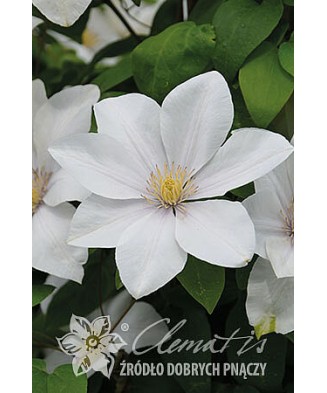 Planta Clematis Sweet Morning PBR C2 E, ghiveci 2l