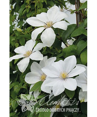 Planta Clematis Sweet Morning PBR C2 E, ghiveci 2l