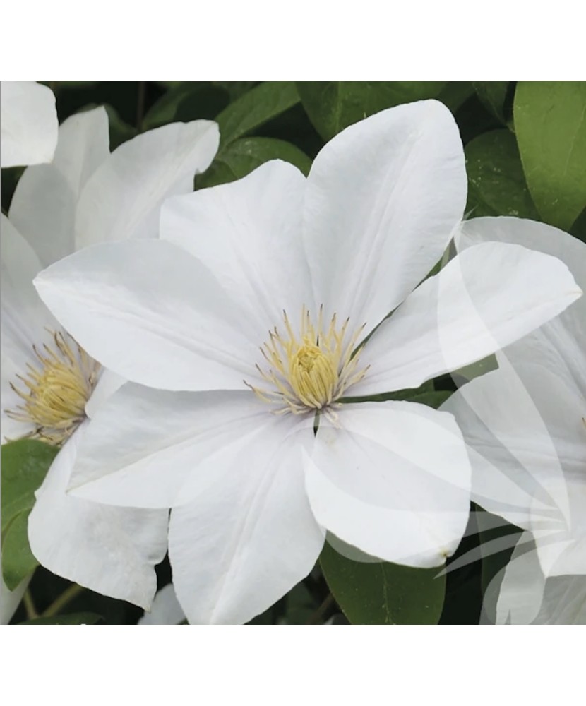 Planta Clematis Sweet Morning PBR C2 E, ghiveci 2l