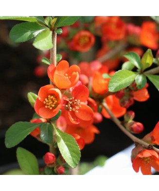 Planta Gutui japonez pitic, Chaenomeles japonica Sargentii P9, ghiveci 9cm