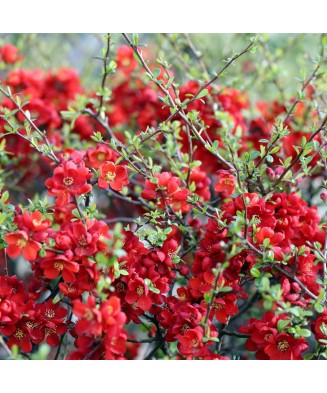 Planta Gutui japonez pitic, Chaenomeles japonica Sargentii P9, ghiveci 9cm