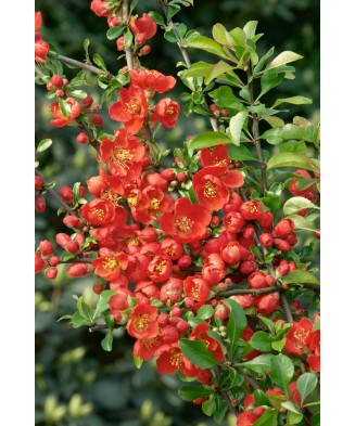 Planta Chaenomeles japonica Cido P9, ghiveci 9cm