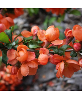 Planta Chaenomeles japonica Cido P9, ghiveci 9cm