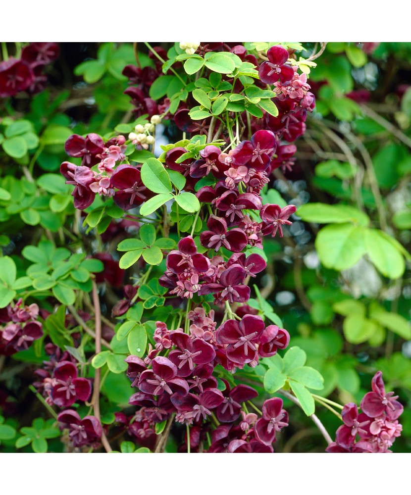 Planta Vița de ciocolată, Akebia quinata P9, ghiveci 9cm