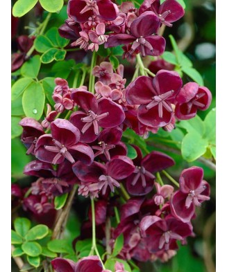 Planta Vița de ciocolată, Akebia quinata P9, ghiveci 9cm
