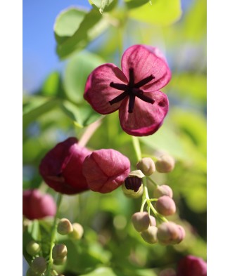 Planta Vița de ciocolată, Akebia quinata P9, ghiveci 9cm
