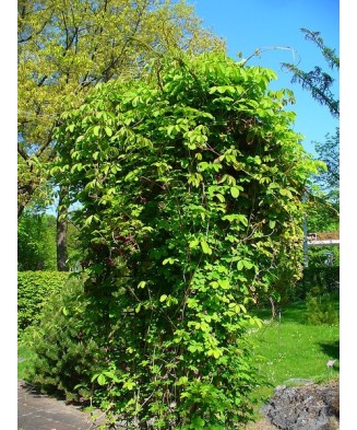 Planta Vița de ciocolată, Akebia quinata Alba P9, ghiveci 9cm