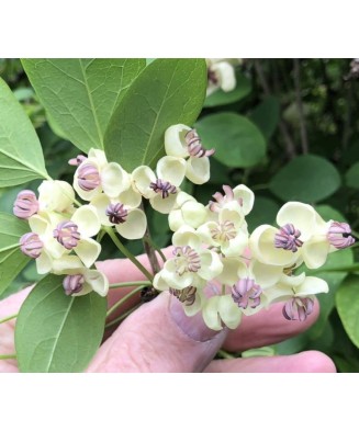 Planta Vița de ciocolată, Akebia quinata Alba P9, ghiveci 9cm
