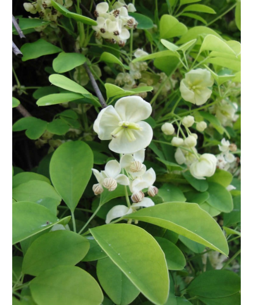 Planta Vița de ciocolată, Akebia quinata Alba P9, ghiveci 9cm