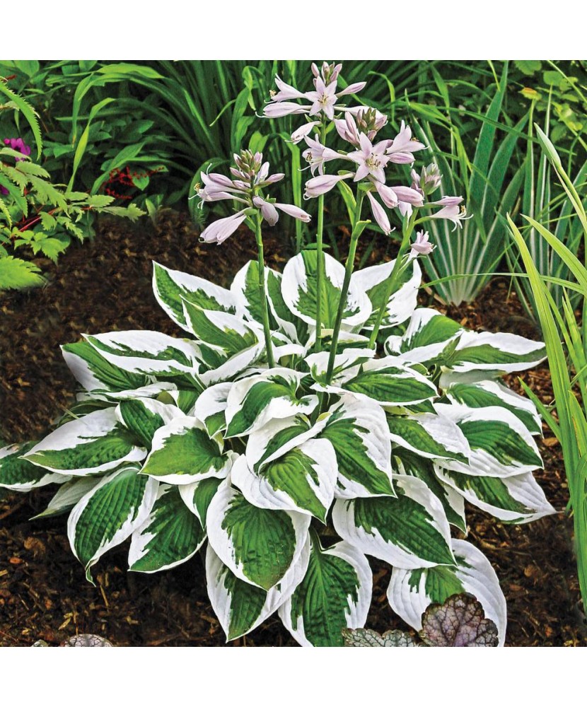 Planta Hosta Patriot C2, ghiveci 2l
