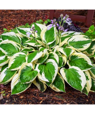 Planta Hosta Patriot C2, ghiveci 2l