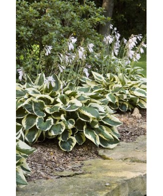 Planta Hosta Patriot C2, ghiveci 2l