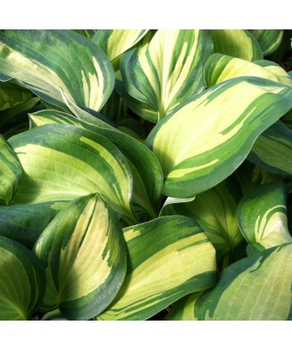 Planta Hosta Great Expectations C2, ghiveci 2l