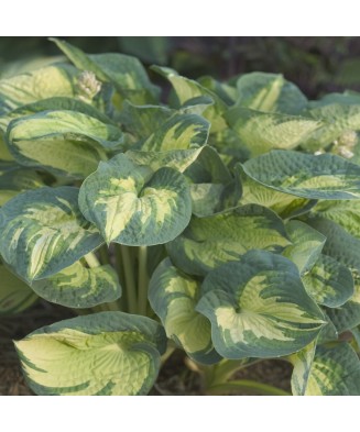 Planta Hosta Great Expectations C2, ghiveci 2l