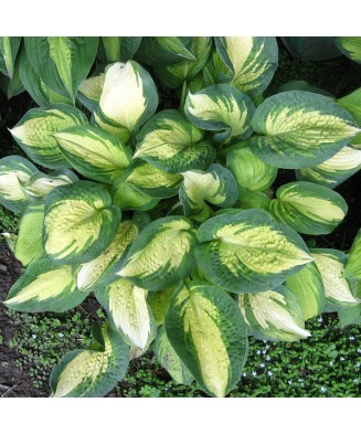Planta Hosta Great Expectations C2, ghiveci 2l