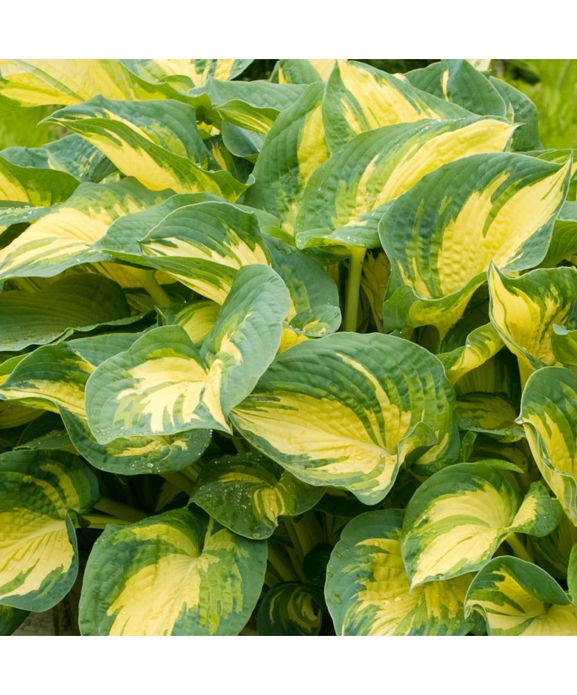 Planta Hosta Great Expectations C2, ghiveci 2l