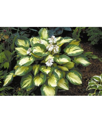 Planta Hosta Great Expectations C2, ghiveci 2l