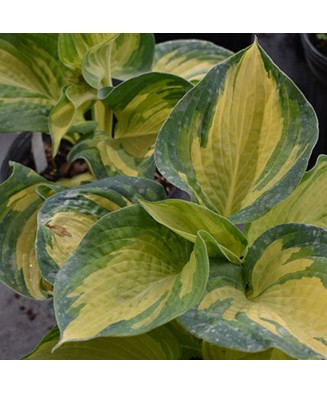 Planta Hosta Great Expectations C2, ghiveci 2l