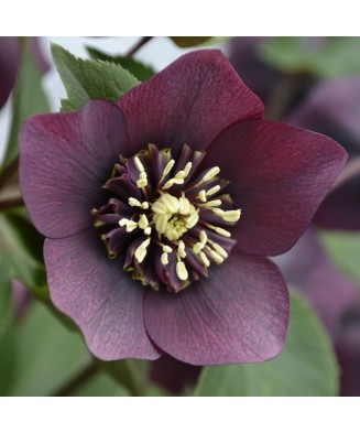 Planta Spanz, Helleborus...