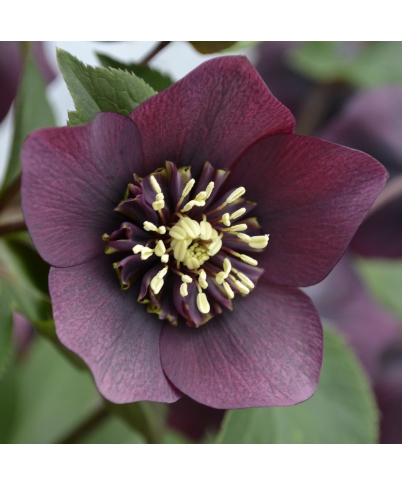 Planta Spanz, Helleborus Orientalis anemone red, rosu, ghiveci 10cm