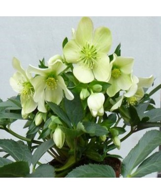 Planta Spanz, Helleboruseborus 'Winter Passion',selectia nigercorns, alb, ghiveci 10cm