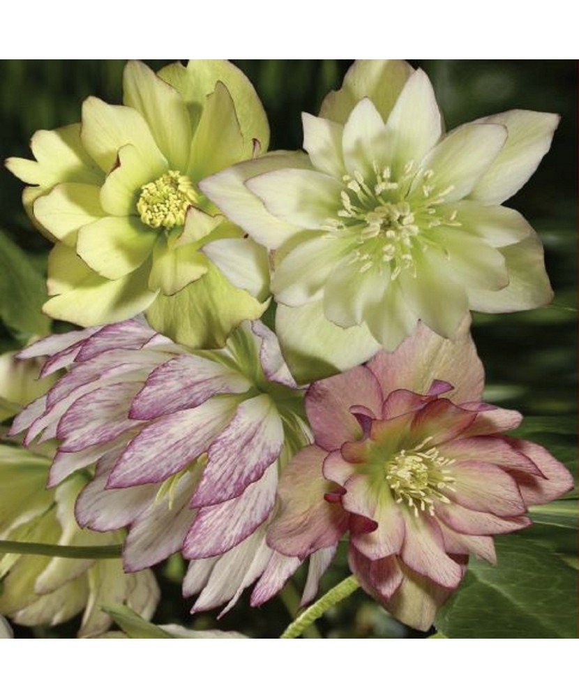 Planta Spanz, Helleborus EB 'Party Dress', Botanical, roz, ghiveci 10cm