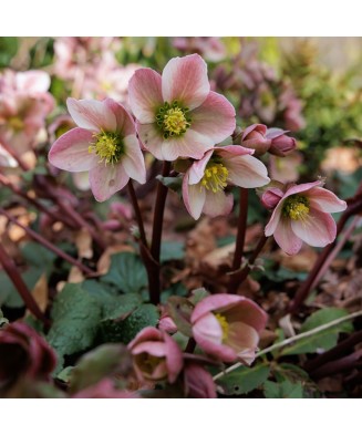 Planta Spanz, Helleborus EB, Valeria, Ericsmithii, roz, ghiveci 10cm