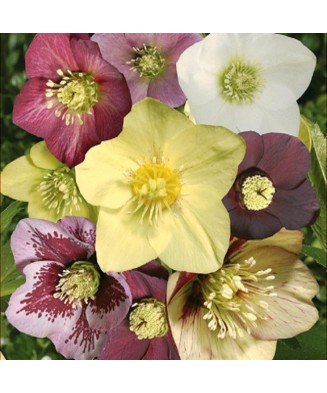 Planta Spanz, Helleborus...