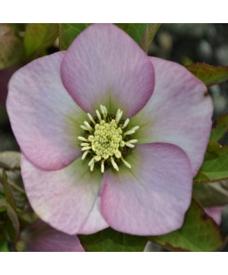Planta Spanz, Helleborus...