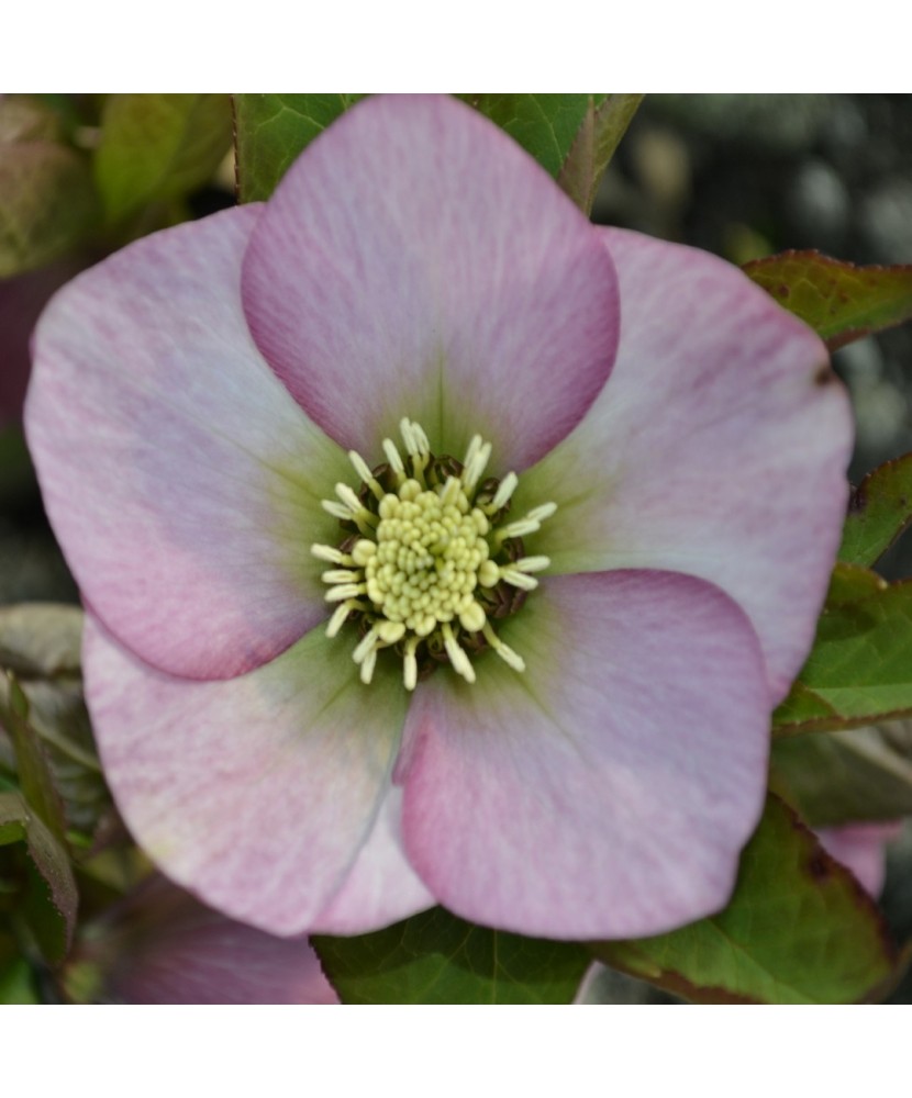 Planta Spanz, Helleborus Orientalis, flori simple, roz cu centru verde, ghiveci 10cm