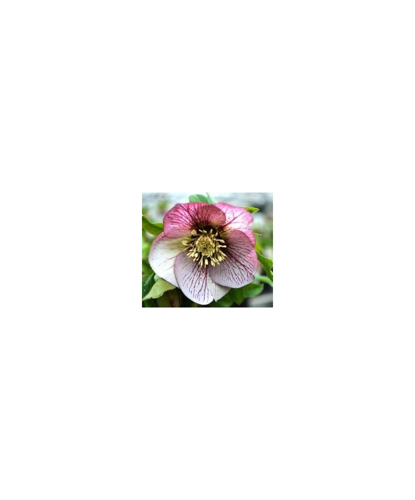 Planta Spanz, Helleborus Orientalis, flori simple, picotee, ghiveci 10cm