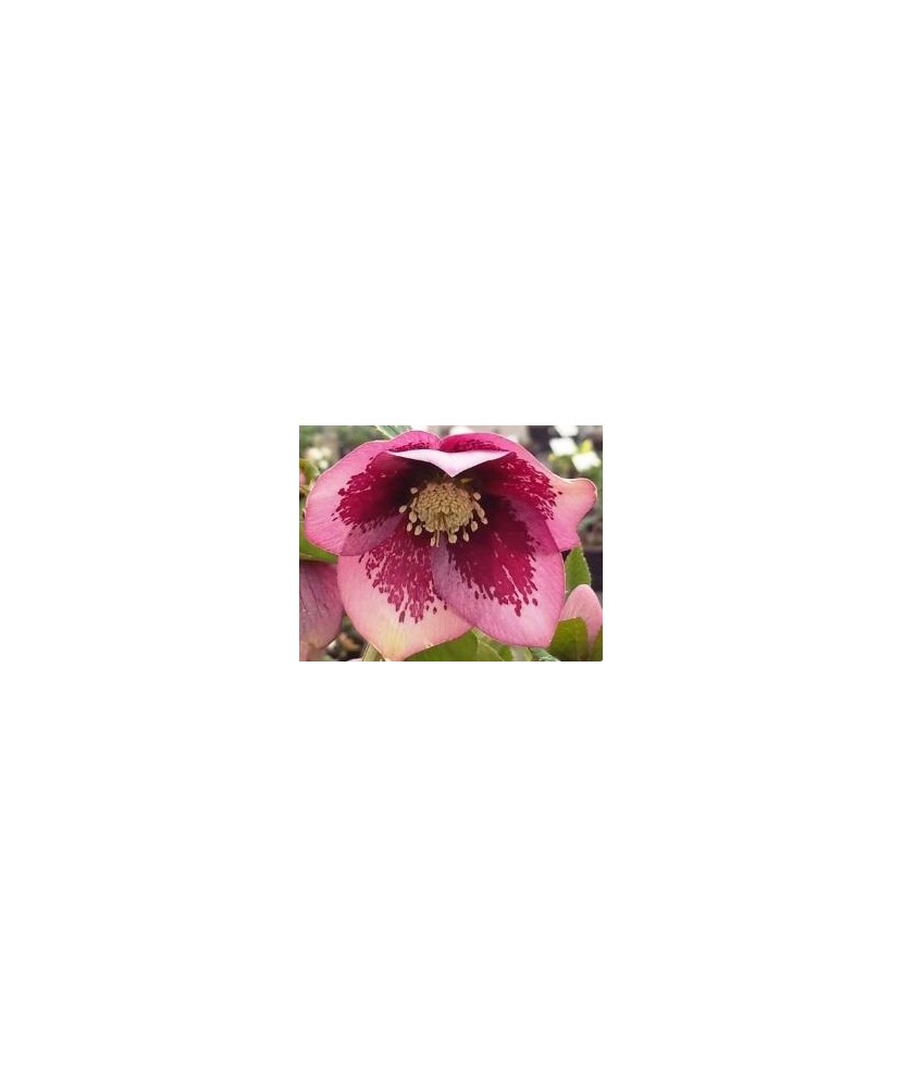 Planta Spanz, Helleborus Orientalis, flori simple, pink spotted, roz, ghiveci 10cm