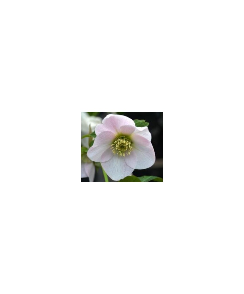 Planta Spanz, Helleborus Orientalis, flori simple, pink, roz, ghiveci 10cm