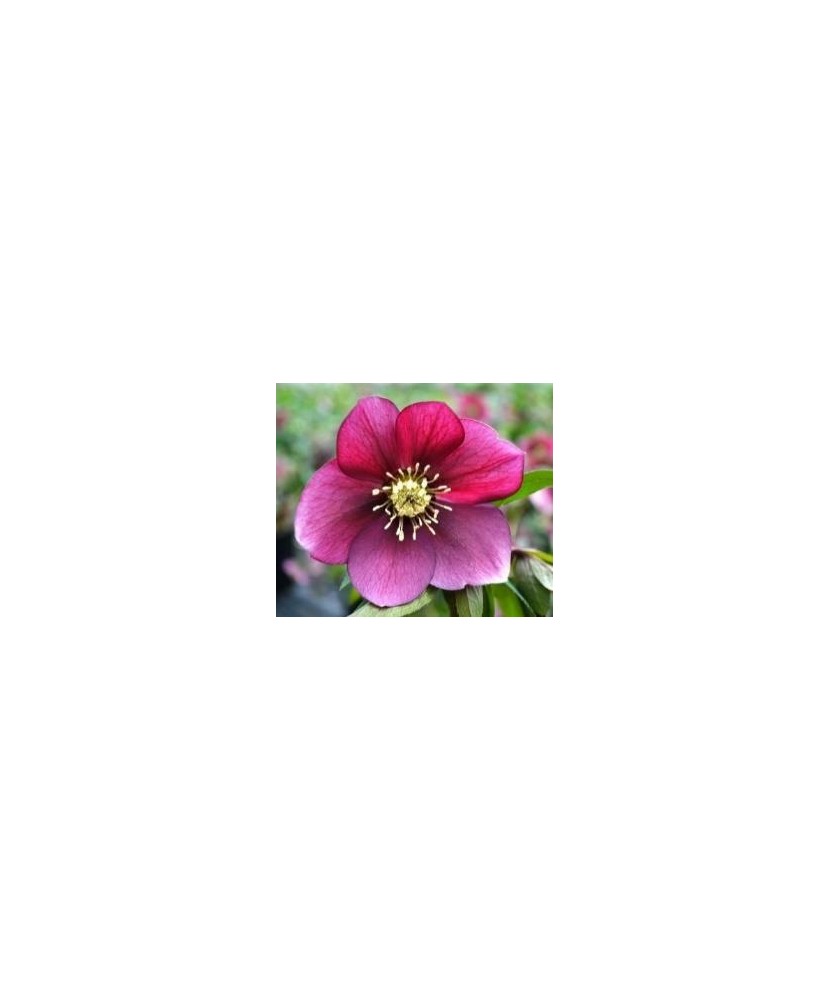 Planta Spanz, Helleborus Orientalis, flori simple, red, roz, ghiveci 10cm