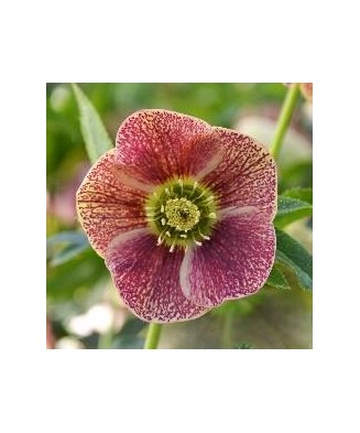 Planta Spanz, Helleborus...