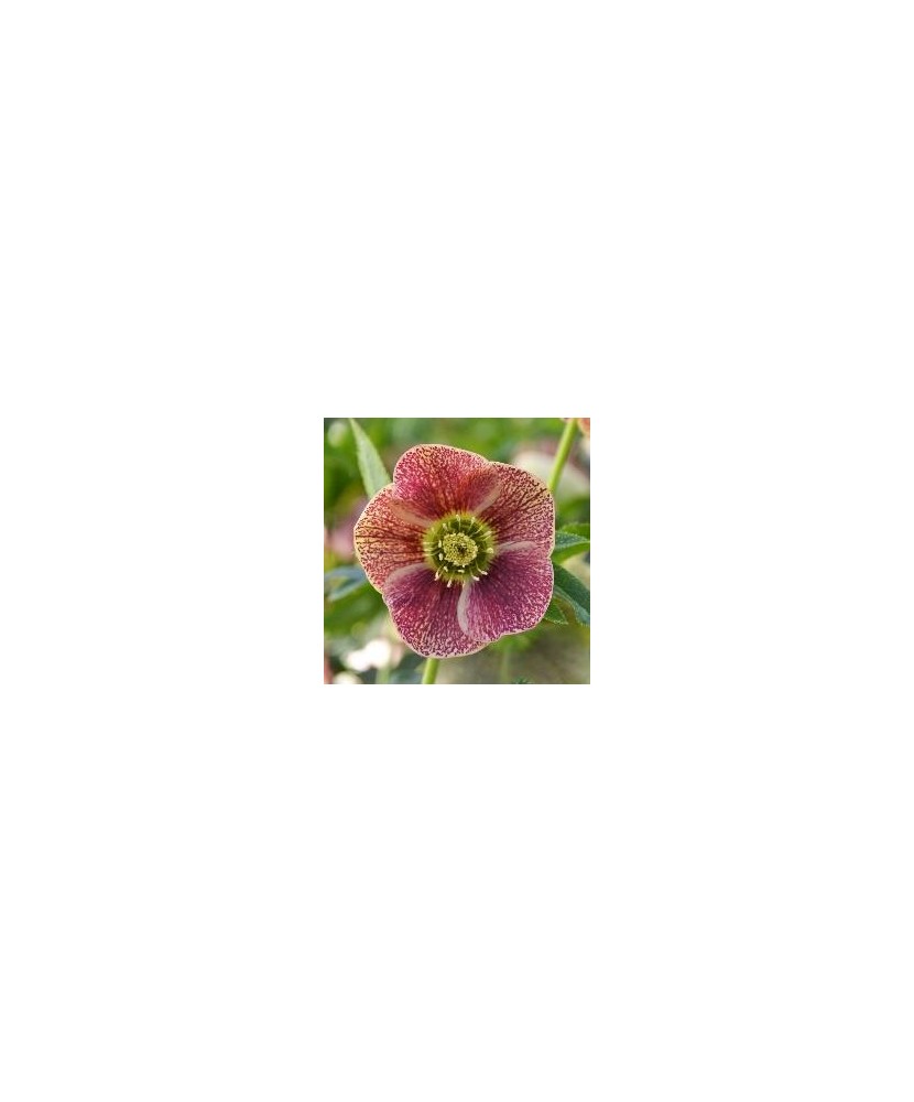 Planta Spanz, Helleborus Orientalis, flori simple, pink orange, ghiveci 10cm