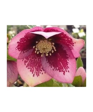 Planta Spanz, Helleborus...