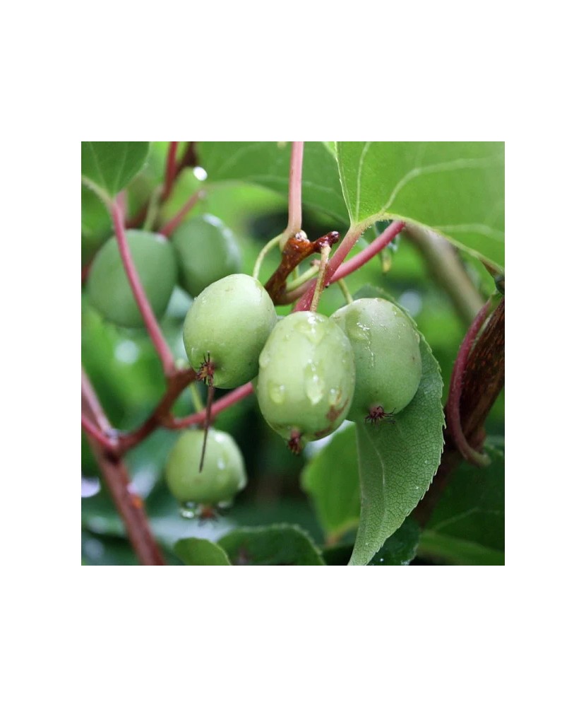 Planta Kiwi Siberian, Actinidia arguta Issai P9, ghiveci 9cm
