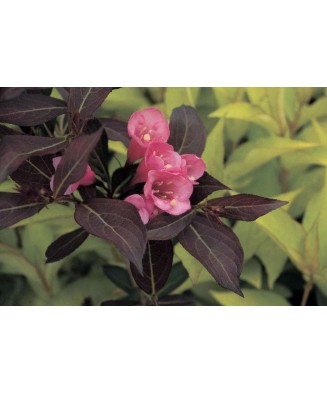 Planta Weigela florida WINE & ROSES Alexandra PBR C2, ghiveci 2l