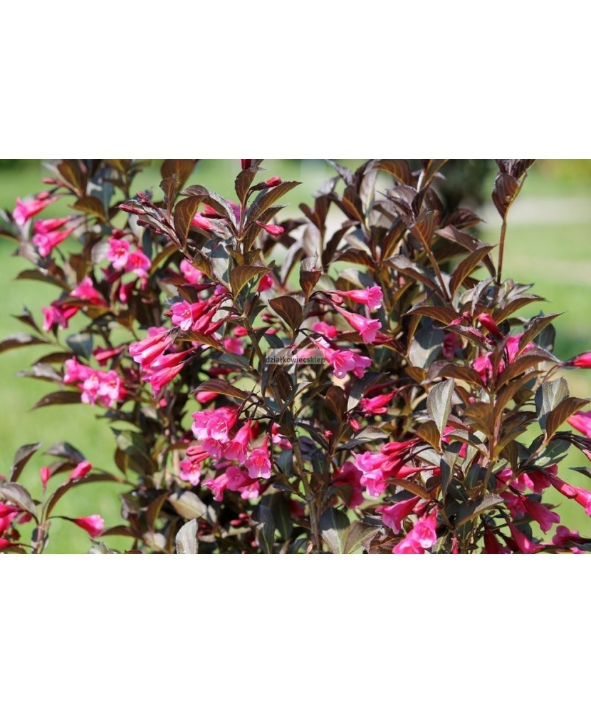 Planta Weigela florida WINE & ROSES Alexandra PBR C2, ghiveci 2l