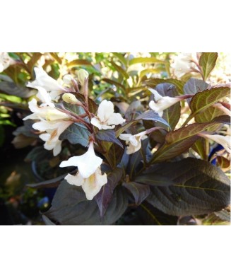 Planta Weigela EBONY AND IVORY Velda PBR C2, ghiveci 2l