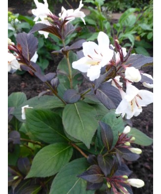 Planta Weigela EBONY AND IVORY Velda PBR C2, ghiveci 2l